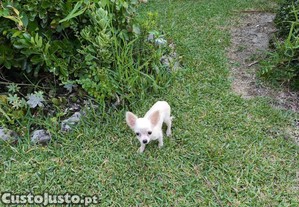 Chihuahua fêmea de pelo longo disponível para entrega imediata