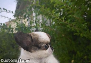 Chihuahua hiper miniatura disponível para entrega imediata