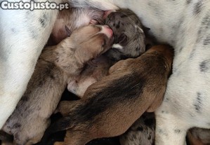 imagem_2