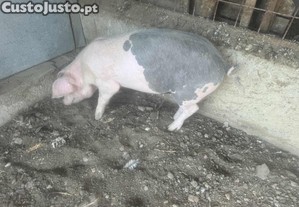 Porco bisaro/pietrain