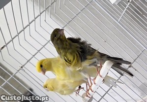 imagem_2