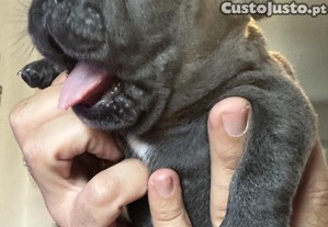 Buldogue francês macho. Top qualidade e genética, cor azul, blue