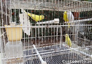 imagem_1