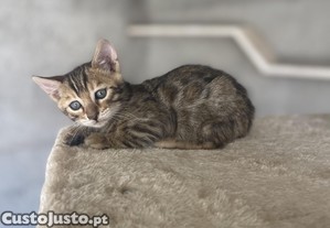 Bengal Brown Macho