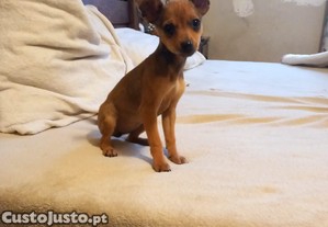 Fmea Pinscher Miniatura