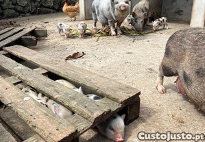 imagem_2