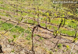 Terreno rústico destinado ao cultivo de kiwi