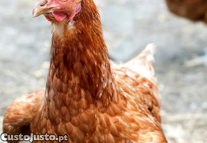 Galinhas poedeiras