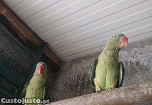 imagem_1