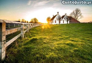 Limpeza de terrenos e corte de árvores