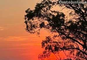imagem_19