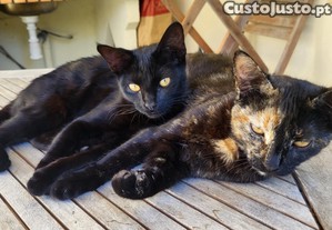 1 ou 2 Gatinhas super meigas ( 5 meses )