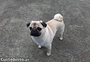 Pug Carlin