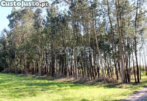 Terreno Na Torreira, Murtosa