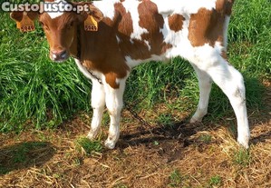 Bezerro  macho