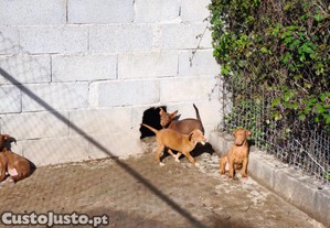 imagem_4