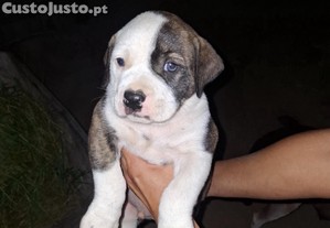 imagem_1