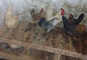 6 galinhas 2 galos