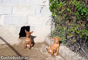 imagem_5