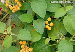 rvore de tamarilho amarelo