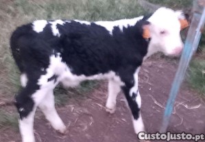 Bezerra  engorda