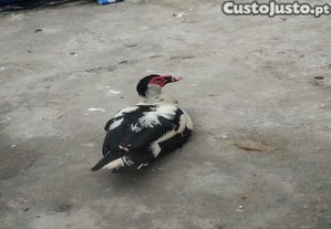 Pato mudo adulto
