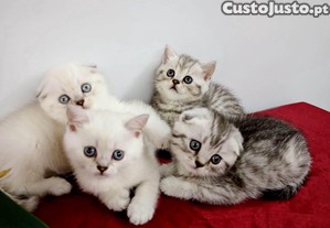Scottish fold e straight