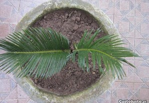 planta palmeira cica