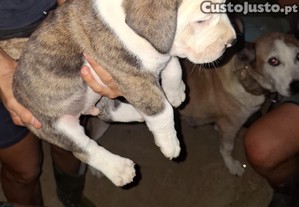 imagem_4