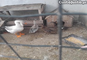 Patos e ganso