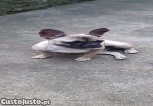 Procura: Buldogue procura namorado