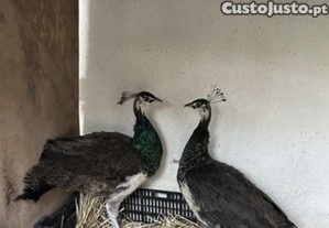 Ovos de Pavão Azul
