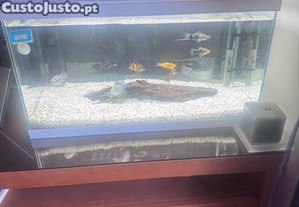 Aquario