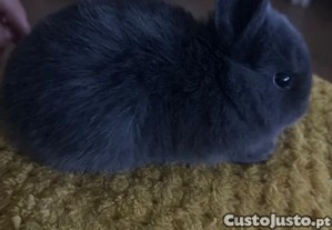 imagem_1