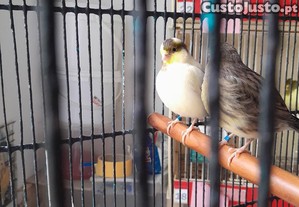 Casal de canarios fife fancy