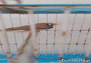 Madarin macho troco por femea