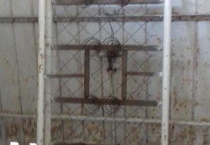 imagem_5