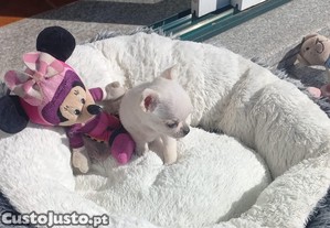Chihuahua Miniatura
