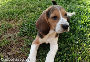 Beagle fmea
