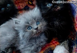imagem_7