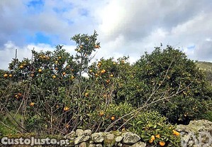 imagem_26