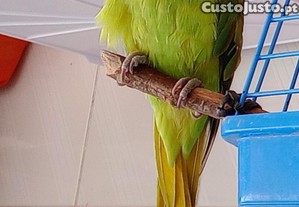 imagem_3