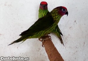 Aves - Papagaios - Loris/Goldiei