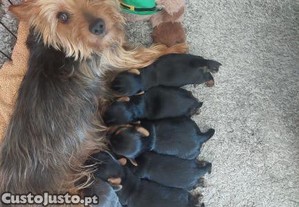 Yorkshire Terrier Machos e fmeas