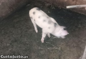 Marroas pietrain x duroc