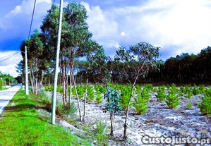 imagem_6