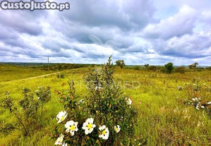 imagem_11