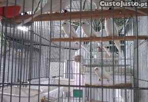 imagem_4
