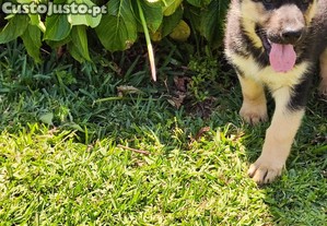 Cachorro Pastor Alemo com LOP