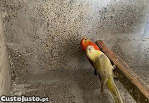 Red rumped